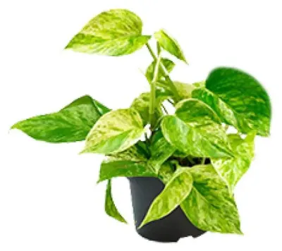 Produktbild von Efeutute Epipremnum Marble Queen Ø12 cm ca. 15 cm hoch