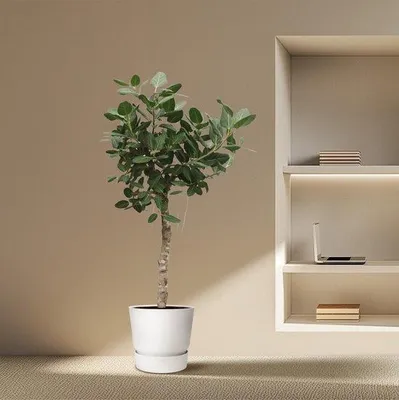 Obrázek produktu pro Ficus Benghalensis Boom - 200 cm - Ø50