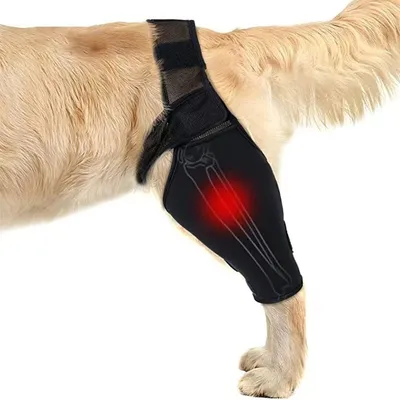 A dog's hind leg wearing a black knee brace with a diagram of bones and a red highlight indicating pain.