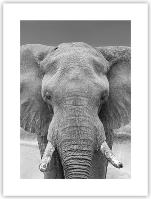 Produktbild von Poster - Poster ohne Rahmen - Elefant Afrika Tier - 30x40 cm - Wand Bild - Wanddeko - Wandbilder - Kunstposter - Wandposter - Bilder - Kunstdruck - Wanddekoration - Wandbild - P2XPA30x40-5072