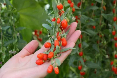 Produktbild von Goji, Chinesische Wolfsbeere, Gojibeere - 20 Samen