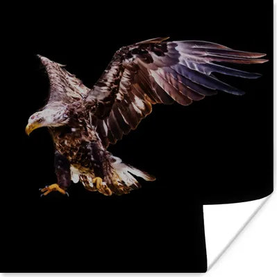 Produktbild von MuchoWow® Poster Adler - Vogel - Schwarz 100x100 cm - Babyzimmer