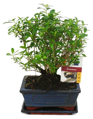 Produktbild von Bonsai – Serissa – Juni-Schnee – Kugelform – Alter ca. 6 Jahre