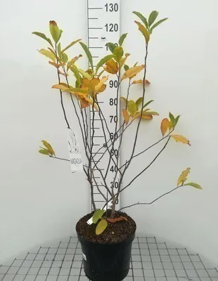 Image de Magnolia stellata - Tulpen Magnolie 60- 80 cm - Container