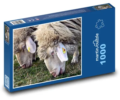 Obrázek produktu pro Puzzle 1000 Ovce spásající trávu - martinpuzzle