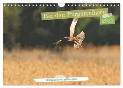 Produktbild von Bei den Purpurreihern (Wandkalender 2027 DIN A4 quer), CALVENDO Monatskalender