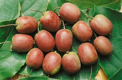 Produktbild von Actinidia arguta 'Ken's Red', Kiwibeere, rot, 40–60 cm