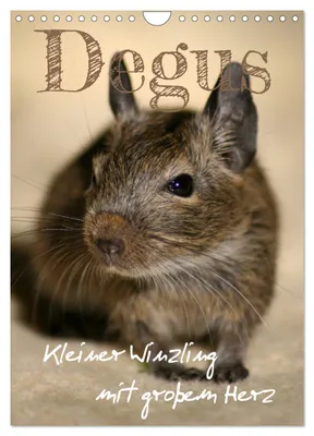 Immagine prodotto di Degus - Piccoli animali dal grande cuore (calendario da parete 2027, formato A4 verticale), calendario mensile CALVENDO