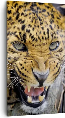 Produktbild von Bild auf Leinwand - Leinwandbild - Leopard tier savanne afrika - 45x80cm - Wand Bild - Wanddeko - Leinwanddruck - Bilder - Kunstdruck - Wanddekoration - Leinwand bilder - Wandkunst - PA45x80-2728