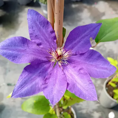 Immagine prodotto di Clematis The President blu - viola Pianta rampicante 40 - 60 cm