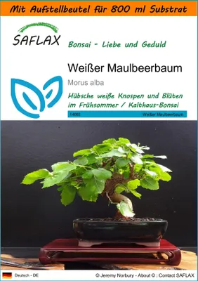 Produktbild von SAFLAX - Garden in the Bag - Bonsai - Weißer Maulbeerbaum - 200 Samen - Mit Anzuchtsubstrat im praktischen, selbst aufstellenden Beutel - Morus alba