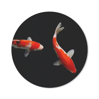 Produktbild von MuchoWow® Mauspad Mousepad Zwei bunte Koi-Karpfen auf schwarzem Hintergrund 20x20 cm - Mousepads - Maus Mat - Pad - Mausunterlage - Schreibtischmatte