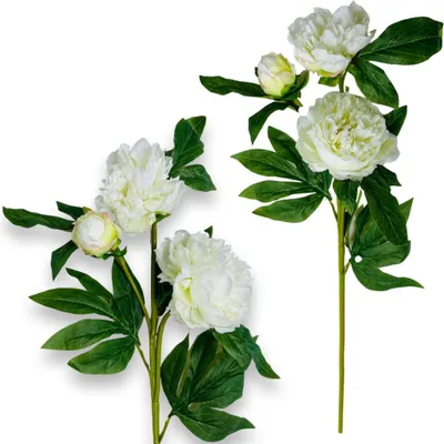Image de Branche de caoutchouc - Pivoine blanche 80 cm