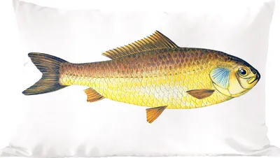 Produktbild von MuchoWow® Zierkissen Sofakissen Wohnzimmer Dekokissen 50x30 cm Fisch - Giebel- Realismus - Wohnzimmerdekoration - Polster mit Photo