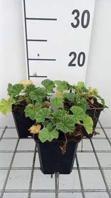 Immagine prodotto di 6 x Malva sylv. primley Blue' - Malva - Vaso 9 x 9 cm