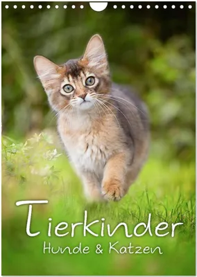 Produktbild von Tierkinder Hunde und Katzen (Wandkalender 2026 DIN A4 hoch), CALVENDO Monatskalender