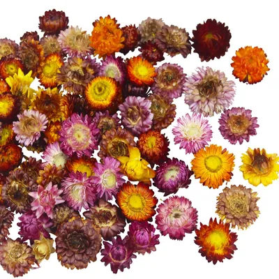 60 getrocknete Chrysanthemen, 3,8–5,6 cm, für Arrangements