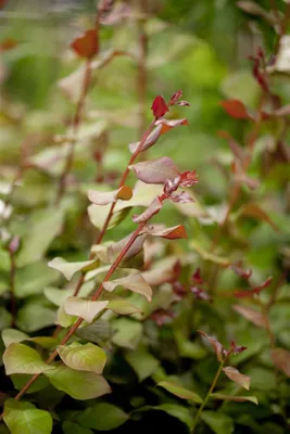 Produktbild von Lagerstroemia indica 'Berry Dazzle', Kreppmyrte, pink, 30–35 cm