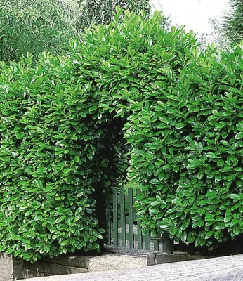 Produktbild von BALDUR Garten Kirschlorbeer- Hecke, 5 Pflanzen, immergrüne, winterharte Hecke, glänzendes Blattlaub, schnell wachsend, mehrjährig & pflegeleicht