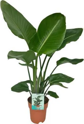 Zdjęcie produktu dla Strelitzia Nicolai - roslina doniczkowa, srednica 19cm, wysokosc 90cm
