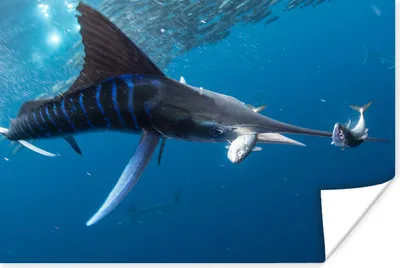Produktbild von MuchoWow® Poster Schwertfisch - Blau - Wasser 60x40 cm - Schlafzimmerdekoration