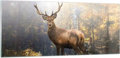 Produktbild von Bilder auf glas - Einteilig - Licht Hirsch Wald - 100x40cm - Glasbilder - Wandbilder - Bilder - zum Aufhängen bereit - Wanddekoration aus Glas - Glas Bilder - Wandbild auf Glas - GAB100x40-4452