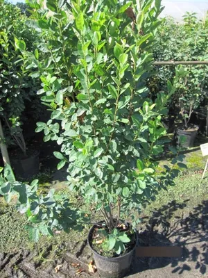 Produktbild von Felsenbirne Princess Diana - Amelanchier x grandiflora - 80-100cm