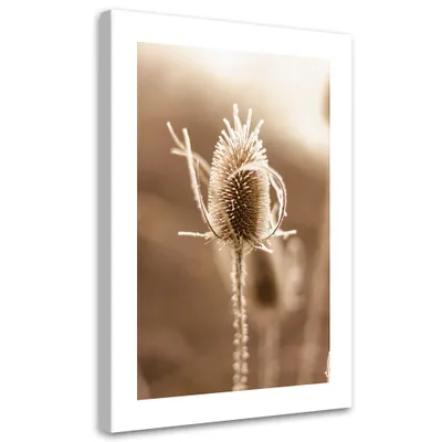 Produktbild von Leinwandbild Distel Makro 40x60 Feeby Beige bild für die wand bereit zum aufhängen