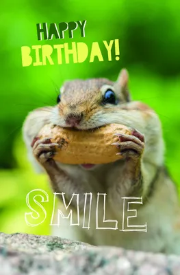Produktbild von Geburtstag Karte mit Briefumschlag Eichhörnchen, Smile, Happy Birthday