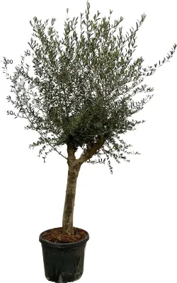Produktbild von Trendyrostliny - Olivovník - Výška 190-210 cm - Obvod kmene 20-30 cm - Odolný - Zahradní rostlina - Velikost květináče Ø45cm - Olea Lorc