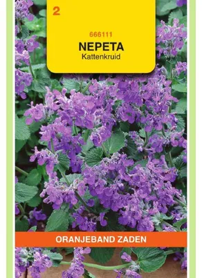 Productafbeelding van Oranjebloem (Nepeta faassenii, ook wel Nepeta mussinii) - 1 zakje zaden