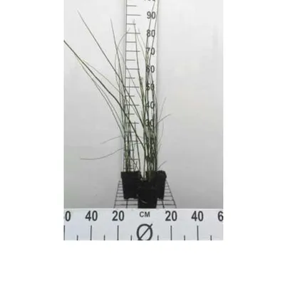 Image de 6 x Equisetum hyemale - Prêle d'hiver - Pot 9 x 9 cm
