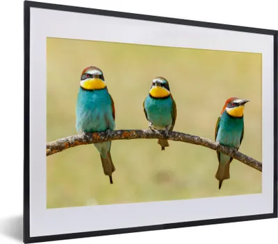 Produktbild von MuchoWow® Gerahmtes Poster Vögel - Tiere - Bienenfresser 40x30 cm - Poster mit Schwarzem Bilderrahmen Wandposter Rahmen Foto Bilder - Bilderrahmen - Poster im Rahmen