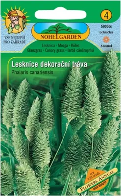 Image de Alpiste - herbe ornementale