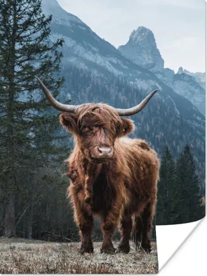 Produktbild von MuchoWow® Poster Schottischer Highlander - Tiere - Wald 90x120 cm - Wohnzimmer