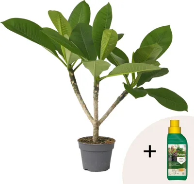Zdjęcie produktu dla Plumeria czerwona Frangipani + pokarm roślinny - Wysokość 45-55cm - ⌀17cm
