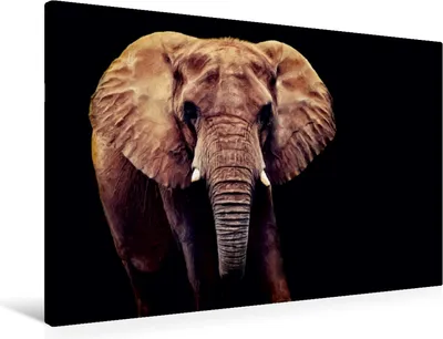 Produktbild von Calvendo Textil-Leinwand 90 cm x 60 cm quer Afrikanischer Elefant, Dölling Angela; 7340621