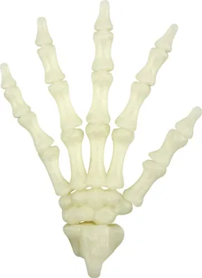 Produktbild von Wild Cool - Fluoreszierende Skelett-Hand