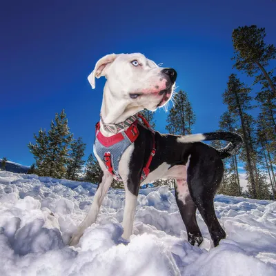 Produktbild von hundegeschirr Journey Air polyester schwarz Größe L