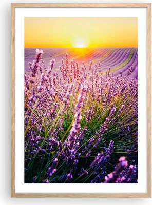 Produktbild von Gerahmtes Poster - Rahmen in heller Eiche - Feld Lavendel Sonne - 50x70 cm - Wand Bild - Wanddeko - Wandbilder - Kunstposter - Wandposter - Bilderrahmen - Bilder - Kunstdruck - P2NPA50x70-4703