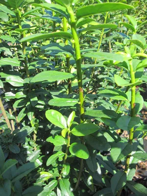 Produktbild von Ligustrum vulgare Straight Talk - Säulen-Liguster Straight Talk - 80-100cm