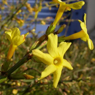 Immagine prodotto di 2 x Tuttavia Gelsomino d'inverno - Jasminum nudiflorum | 50-60 cm in contenitore