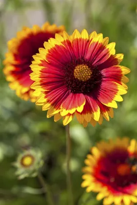 Produktbild von Gaillardia x grandiflora 'Arizona Sun', Kokardenblume, rot-gelb, ca. 9x9 cm Topf