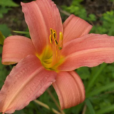 Obrázek produktu pro 6 x denivka - Hemerocallis 'Pink Damask' | Květináč 9 cm x 9 cm