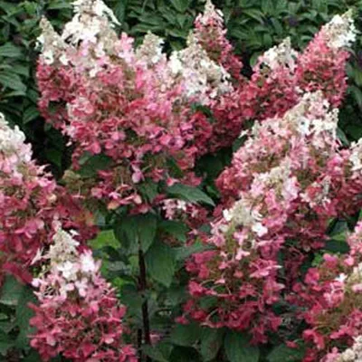 Obrázok produktu pre 2 x  Hortenzie  - Hydrangea paniculata 'Dart's Little Dot'  | 30-40 cm v kontajneri