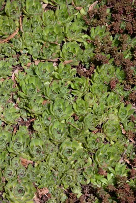 Produktbild von Fetthenne, im Topf - Sedum pachyclados, immergrün