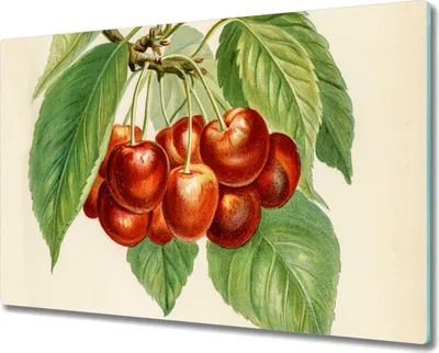 Produktbild von Coloray Herdabdeckplatte 80x52 cm Schneidebrett Kochplattenabdeckung Küchenbrett Hackbrett - Obst Kirsche Blätter Zweige