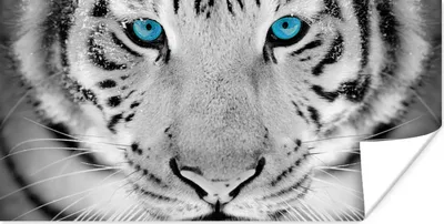 Produktbild von MuchoWow® Poster Tiere - Tiger - Augen - Blau - Schwarz und weiß 160x80 cm - Foto Poster