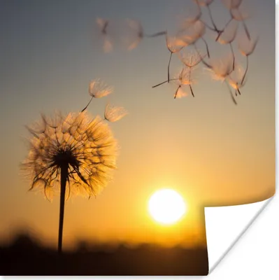 Produktbild von MuchoWow® Poster Löwenzahn - Sonne - Sonnenuntergang 75x75 cm - Wand Dekoration