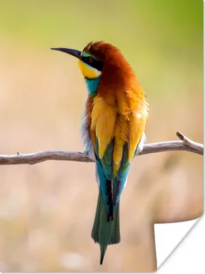 Produktbild von MuchoWow® Poster Vögel - Bienenfresser - Tiere 120x160 cm - Wandbilder